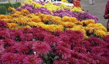 描写菊花的好句子