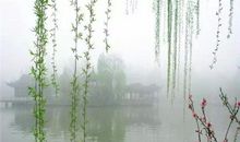 有关柳树的诗句古诗