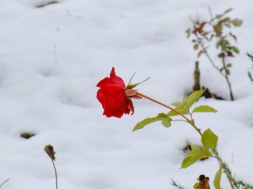 诗歌描写花朵盛开