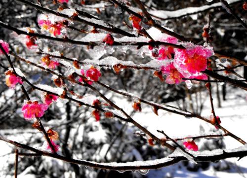 描述冬天梅花的句子