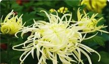 有关荷花和菊花的诗句