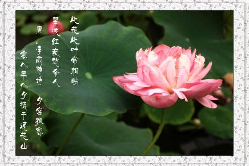 莲花有哪些经文