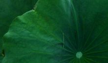 有关荷花的成语