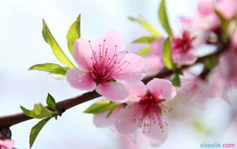 描述桃花的美丽句子