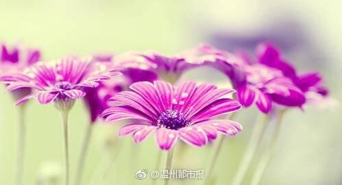 描述夏天的美丽句子