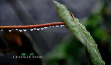 描写雨的片段