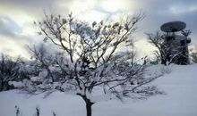 描写下雪的伤感句子