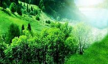 关于夏雨的句子