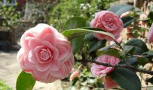 关于茶花的句子