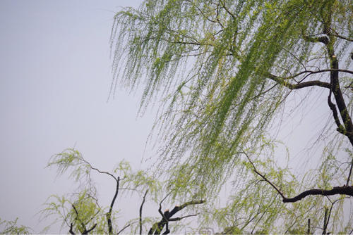 柳树的美丽句子