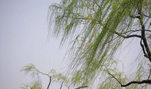 柳树的优美句子
