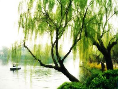 优美的句子描述春柳