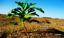 最唯美的励志语录