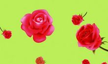 描述玫瑰的句子