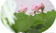 荷花的诗句李白