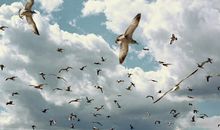 对爱情纠结的句子