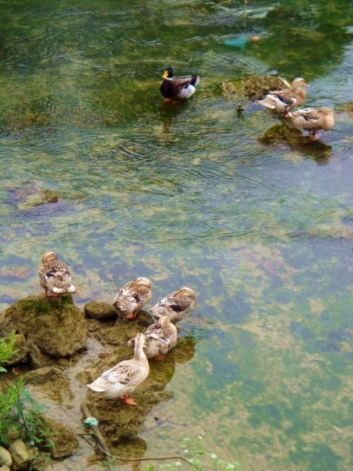 描述清水的成语