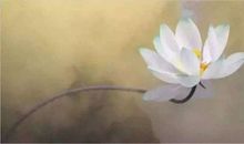 李白赞美荷花的经典诗句