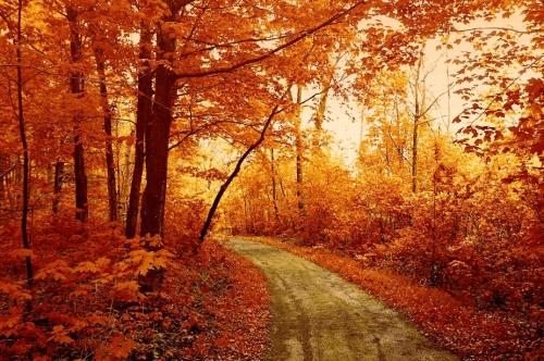 描述秋天的景色