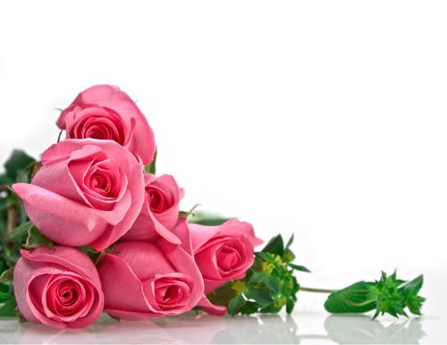 关于玫瑰的漂亮句子