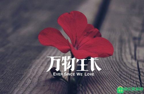 敏锐的爱情语录