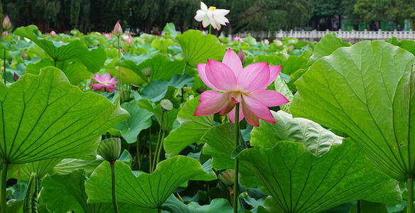 描写荷花和荷叶的诗