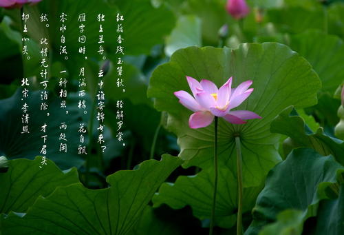 莲花的经文是什么