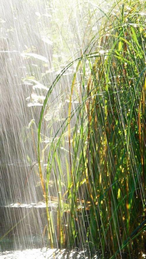 一段很好的描述夏天的雨