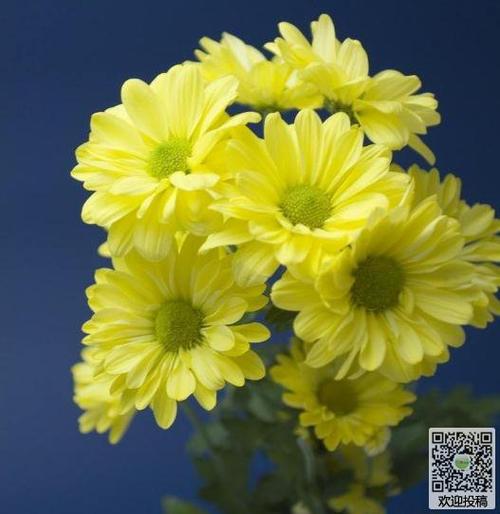 描述菊花的著名句子