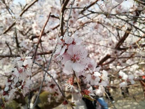 一段描述桃花的外观