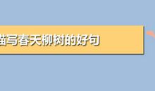 写春天柳树的好句