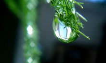 关于露珠的优美句子