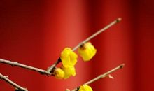 新年新气象的句子