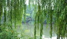 形容柳树的优美句子