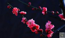 赞美梅花的一句话