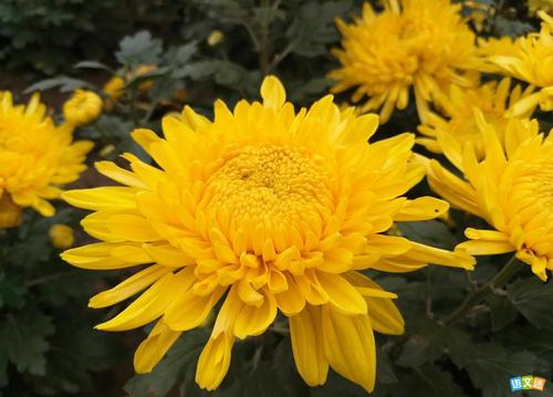 描述菊花姿势的句子