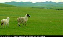 草原羊广告标语
