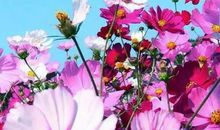 微商早安心语励志语录