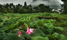 荷花好词好句