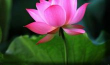 描述荷花的句子