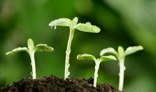 描述春天的语句