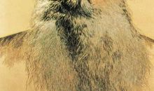 列夫托尔斯泰爱情名言