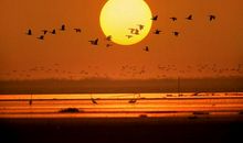 表达回家心情的句子