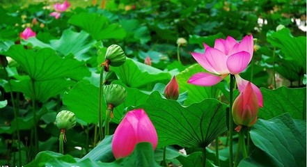 关于形容莲花的句子