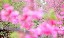 描述春天美景的诗句