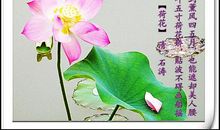 赞美莲花的诗句