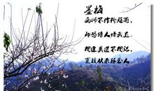 赞美梅花的诗句古诗