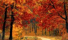 关于秋天落叶的句子