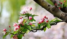 描述春天花的诗句