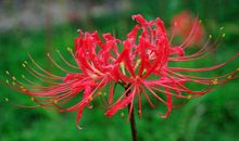 彼岸花的优美句子